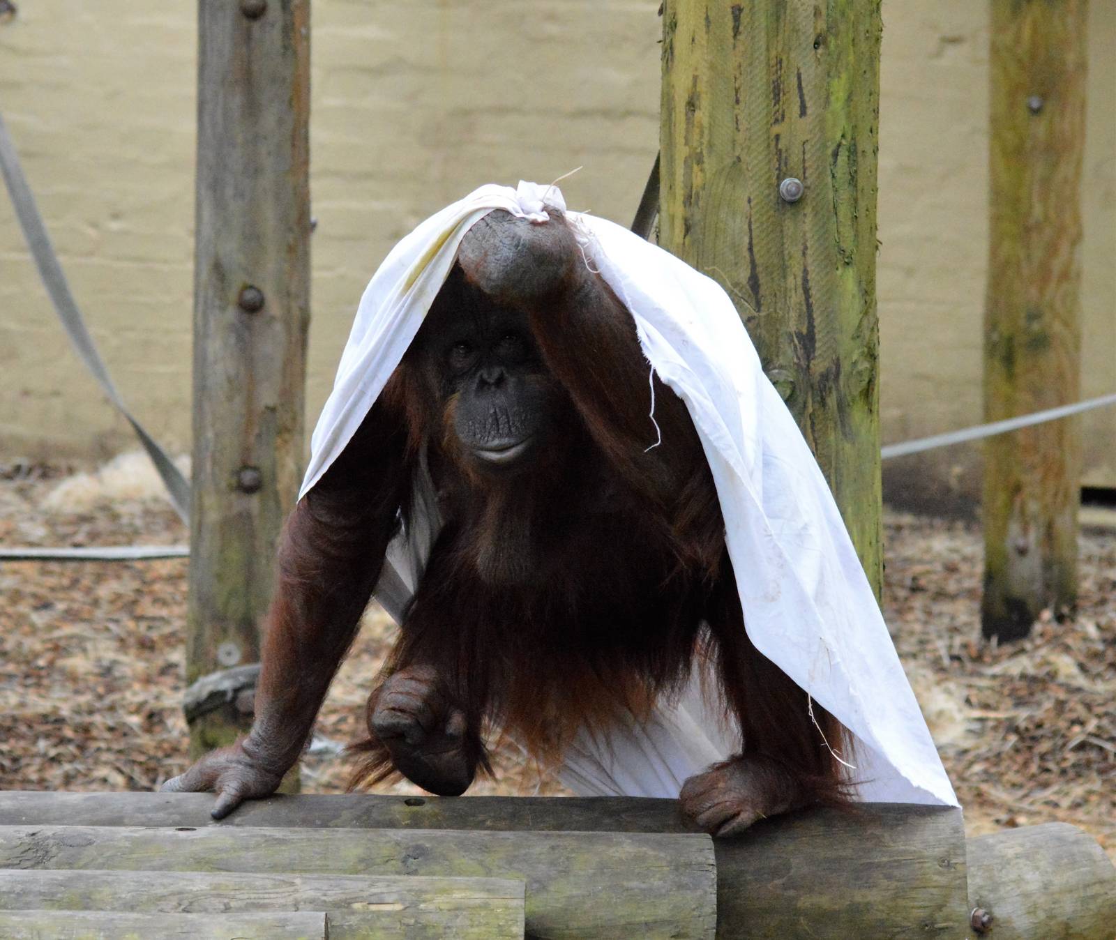 Female Bornean orangutan