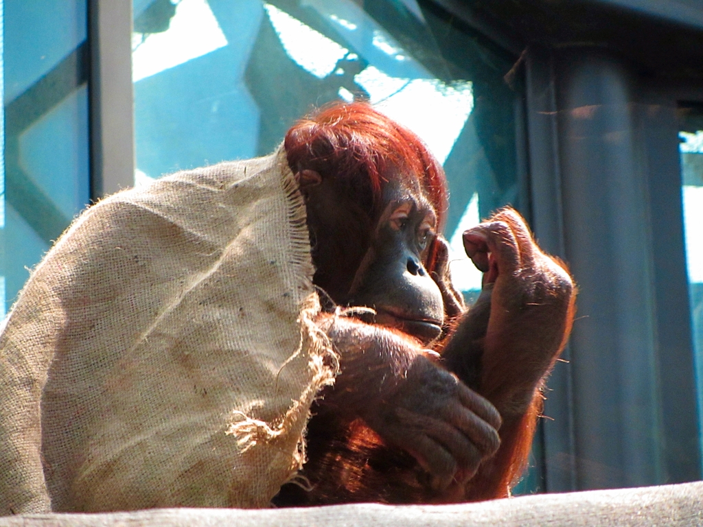 Female Bornean Orangutan