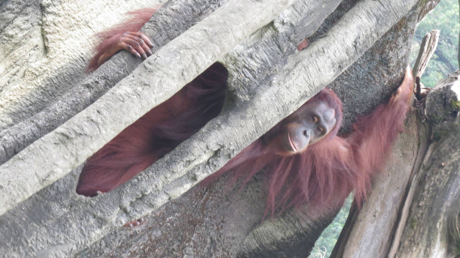 Female Bornean orangutan