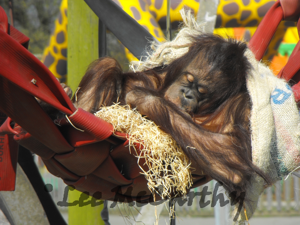 Female Bornean Orangutan
