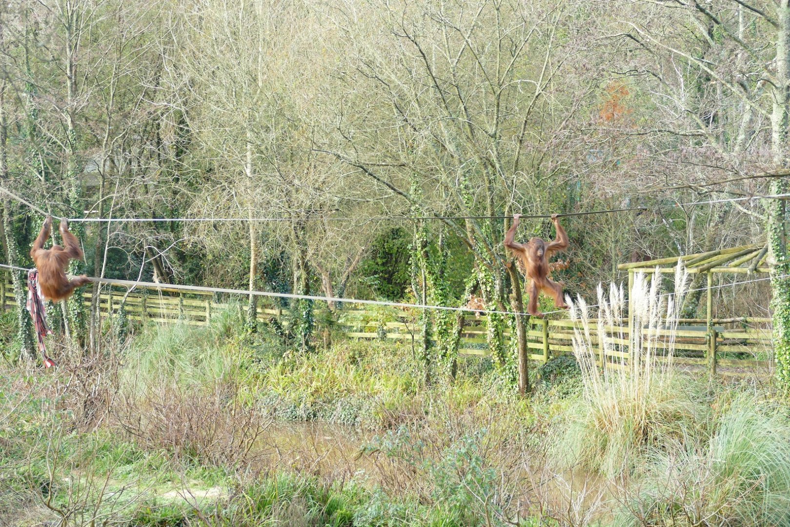 Female Bornean orangutans, December 2020