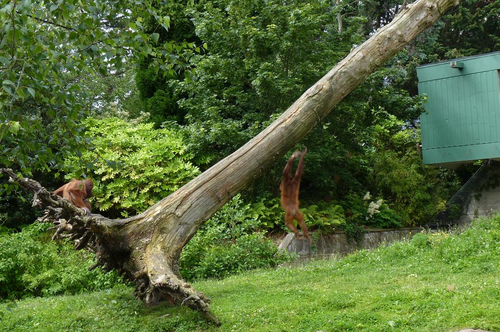 Female Bornean Orangutans, June 2012