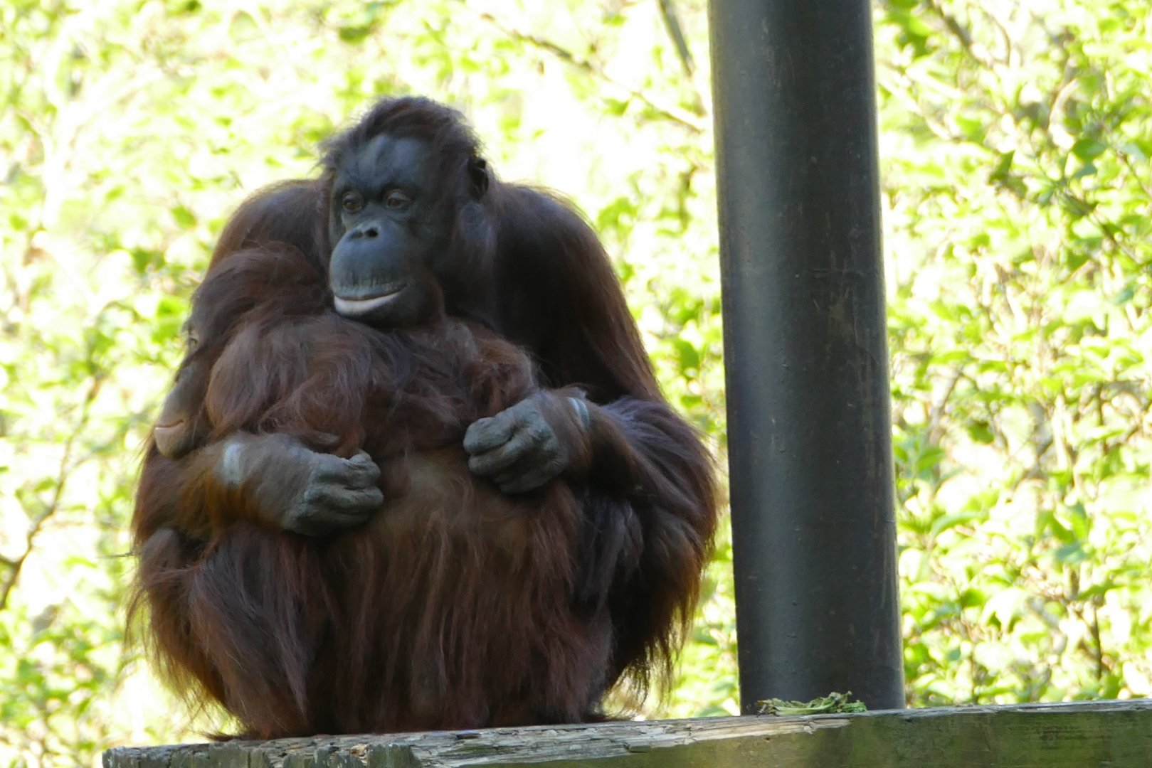 Female Bornean orangutans, May 2021