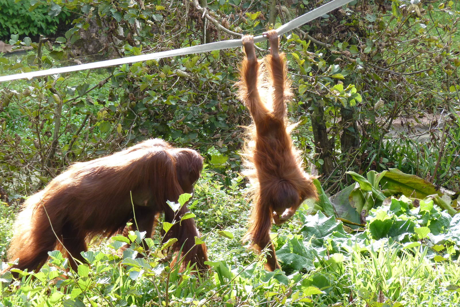 Female Bornean Orangutans, September 2016