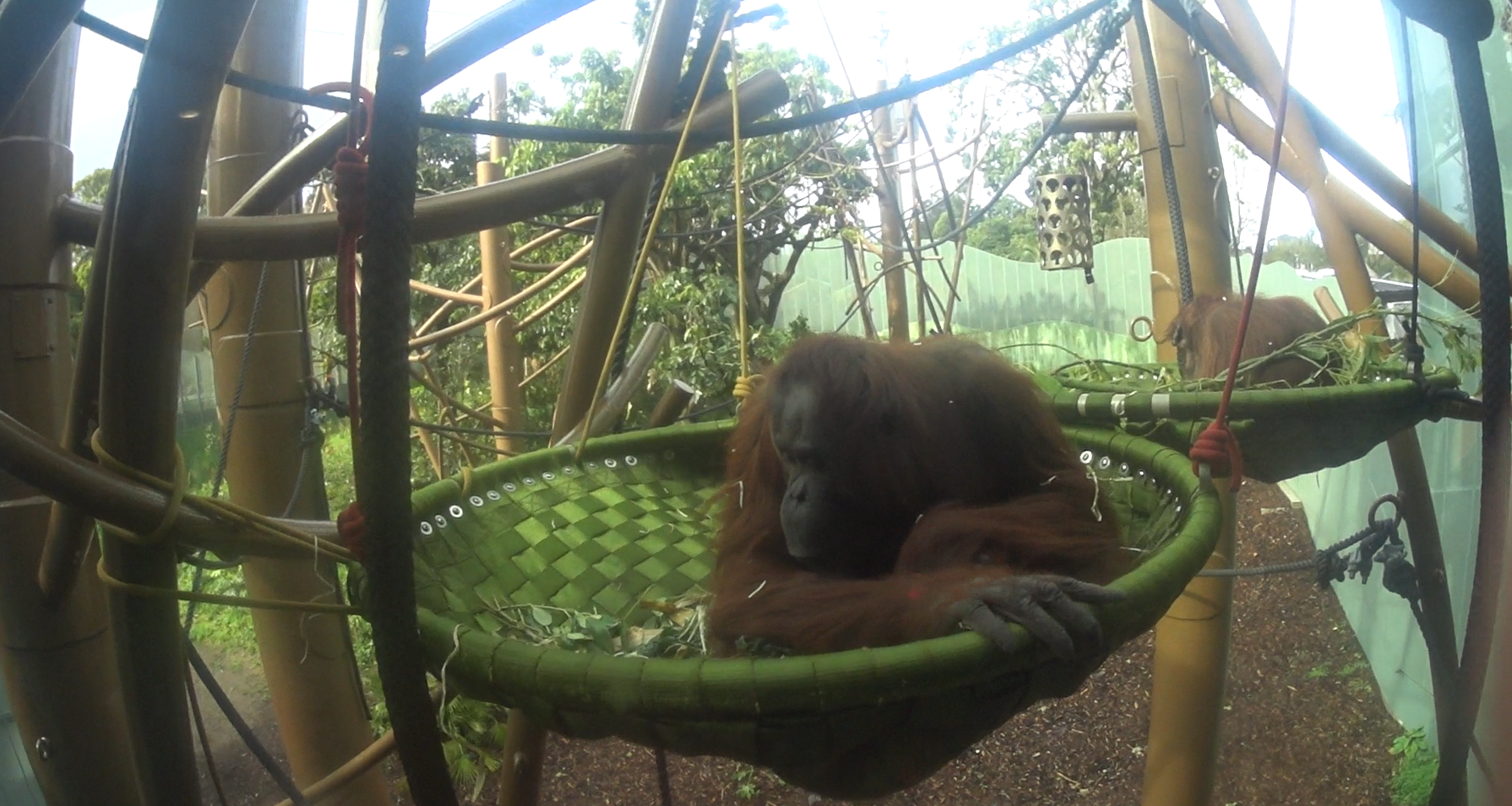 Female Bornean Orangutans