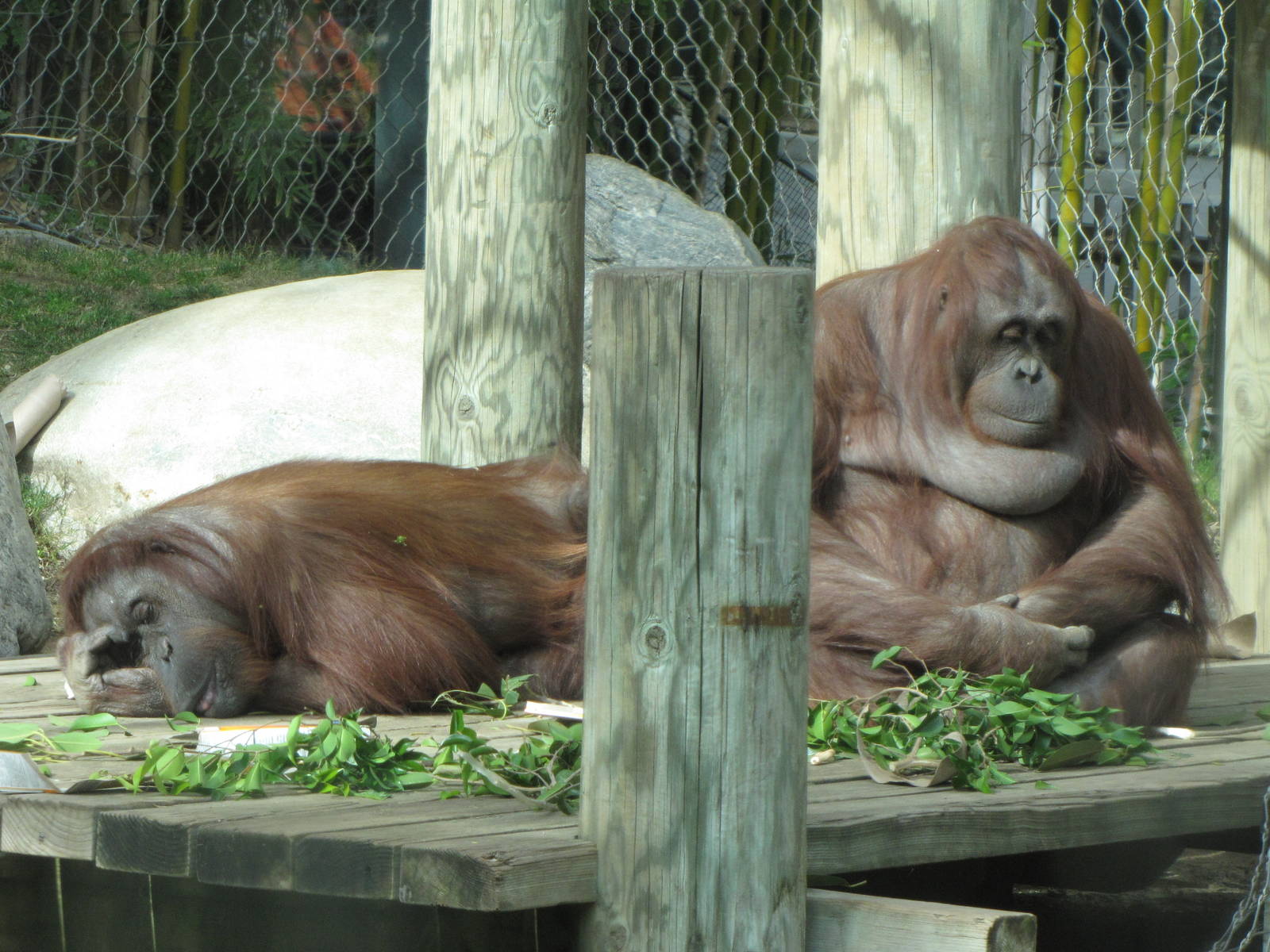 Female Bornean Orangutans