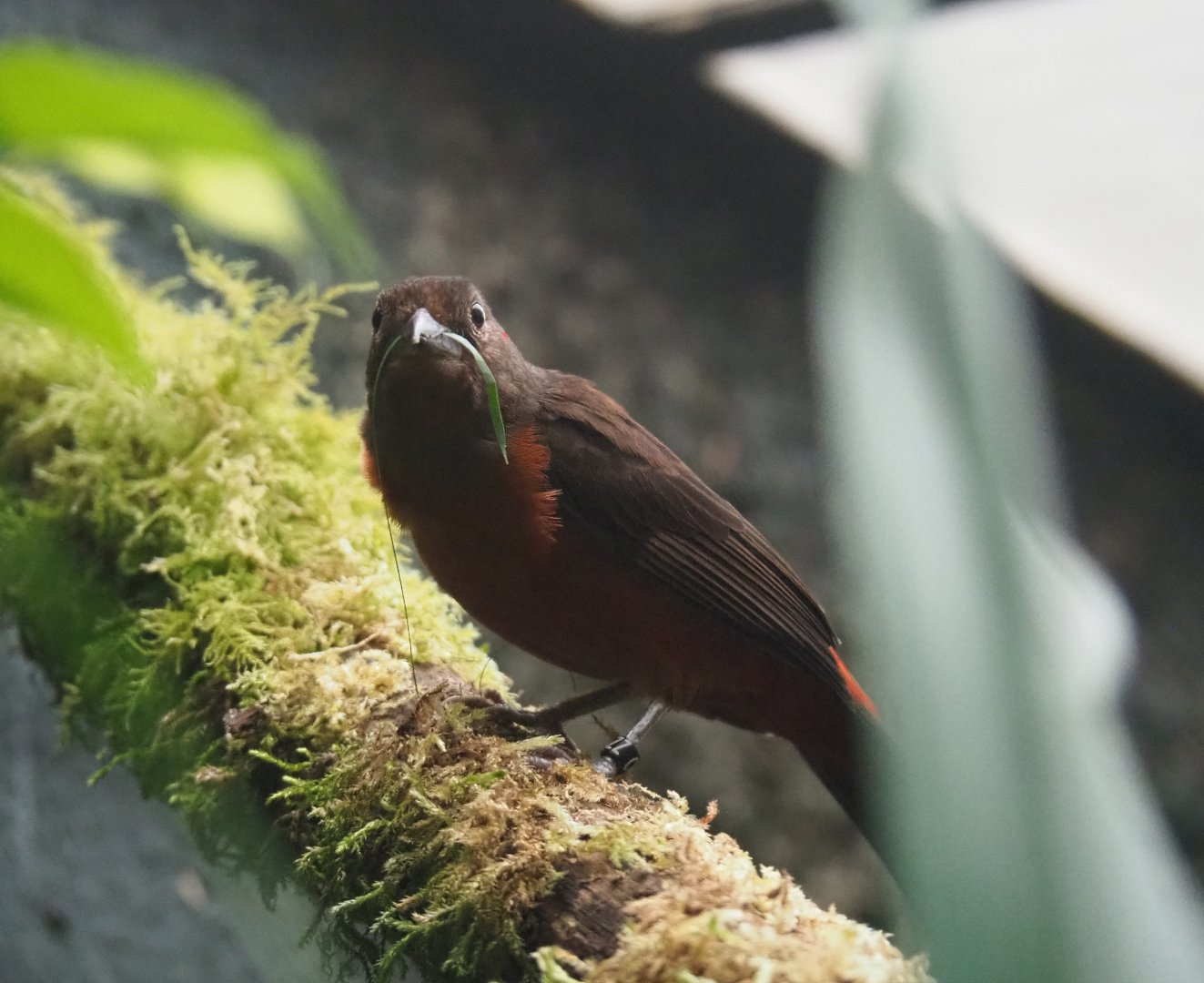 Female Brazilian tanager (Ramphocelus bresilia), 2020-05-24