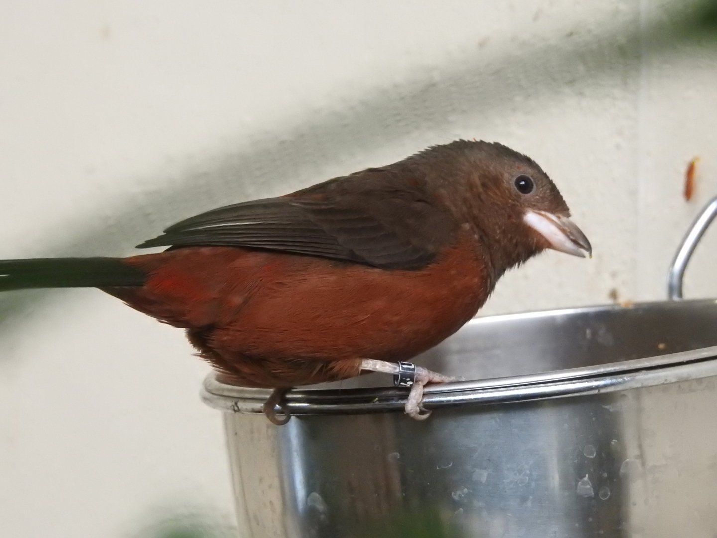 Female Brazilian Tanager (Ramphocelus bresilius)
