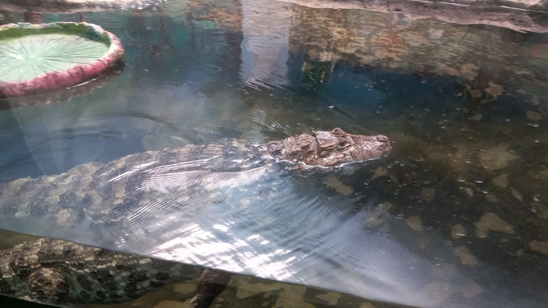 Female Broad snouted caiman - São Paulo aquarium