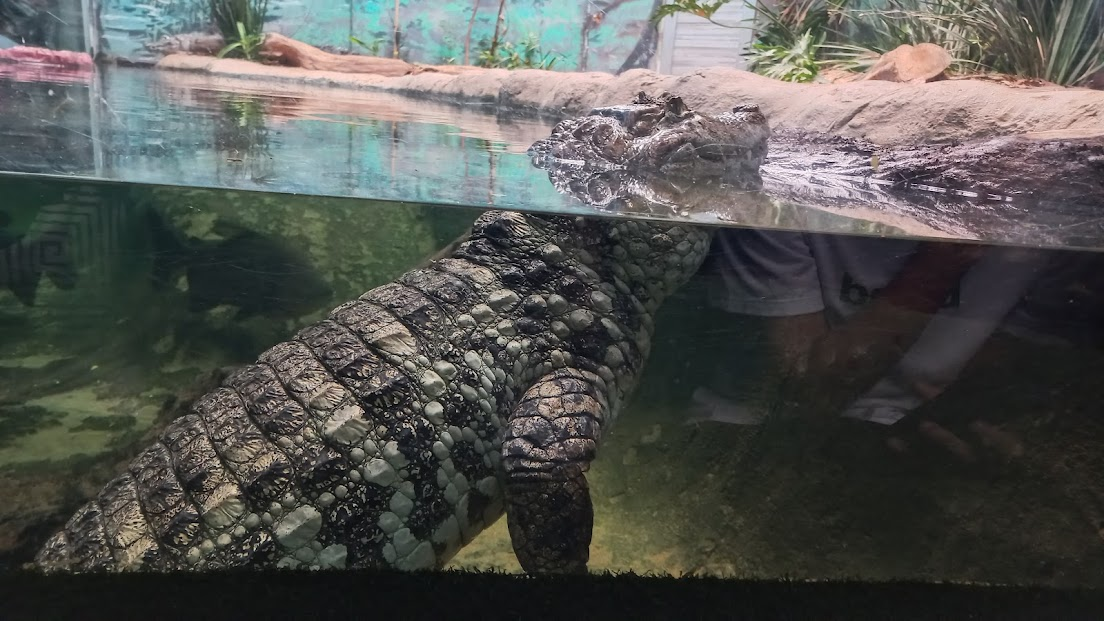 Female Broad snouted caiman - São Paulo Aquarium