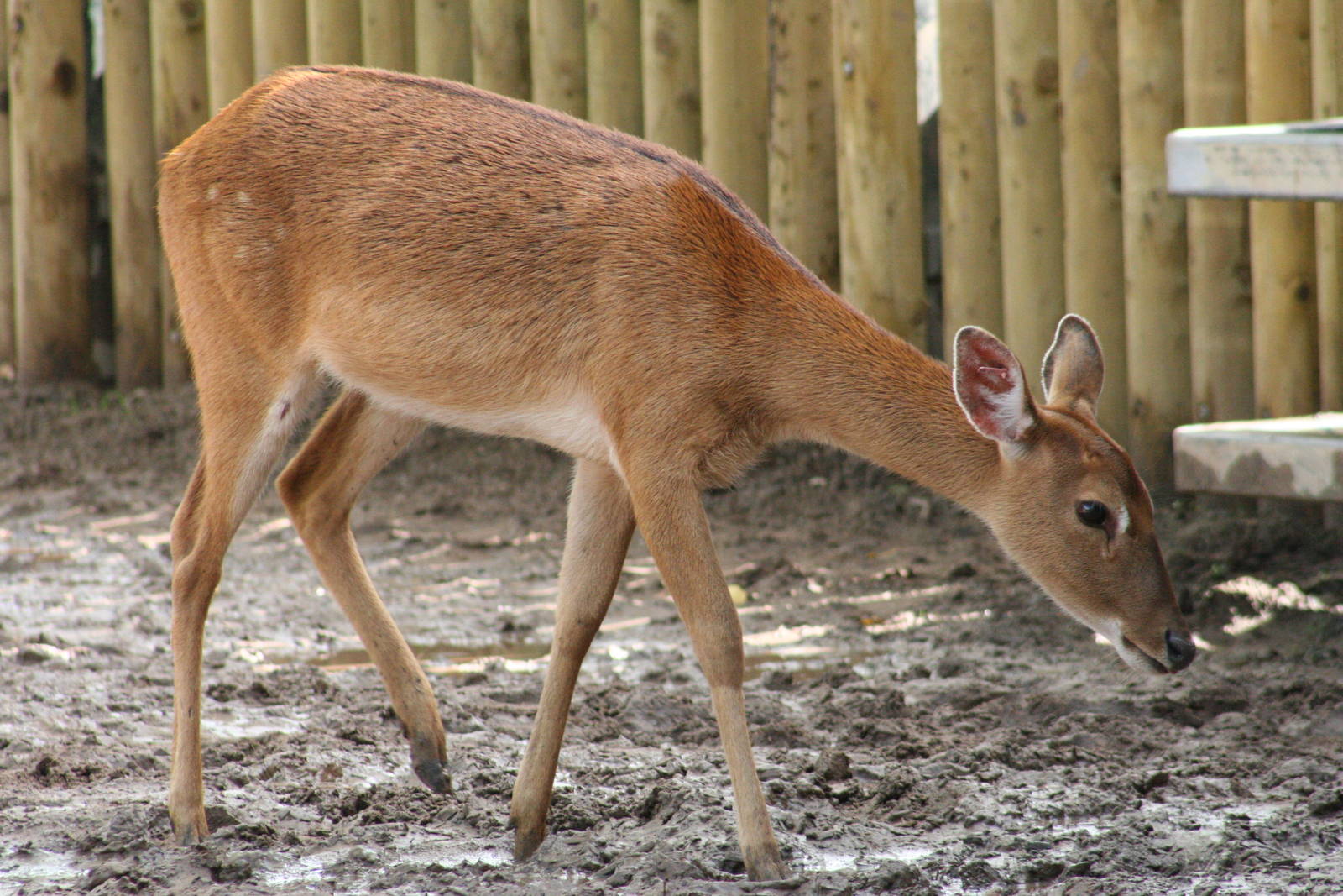 female Brow-antlered Deer @ Chester; 15.09.2015