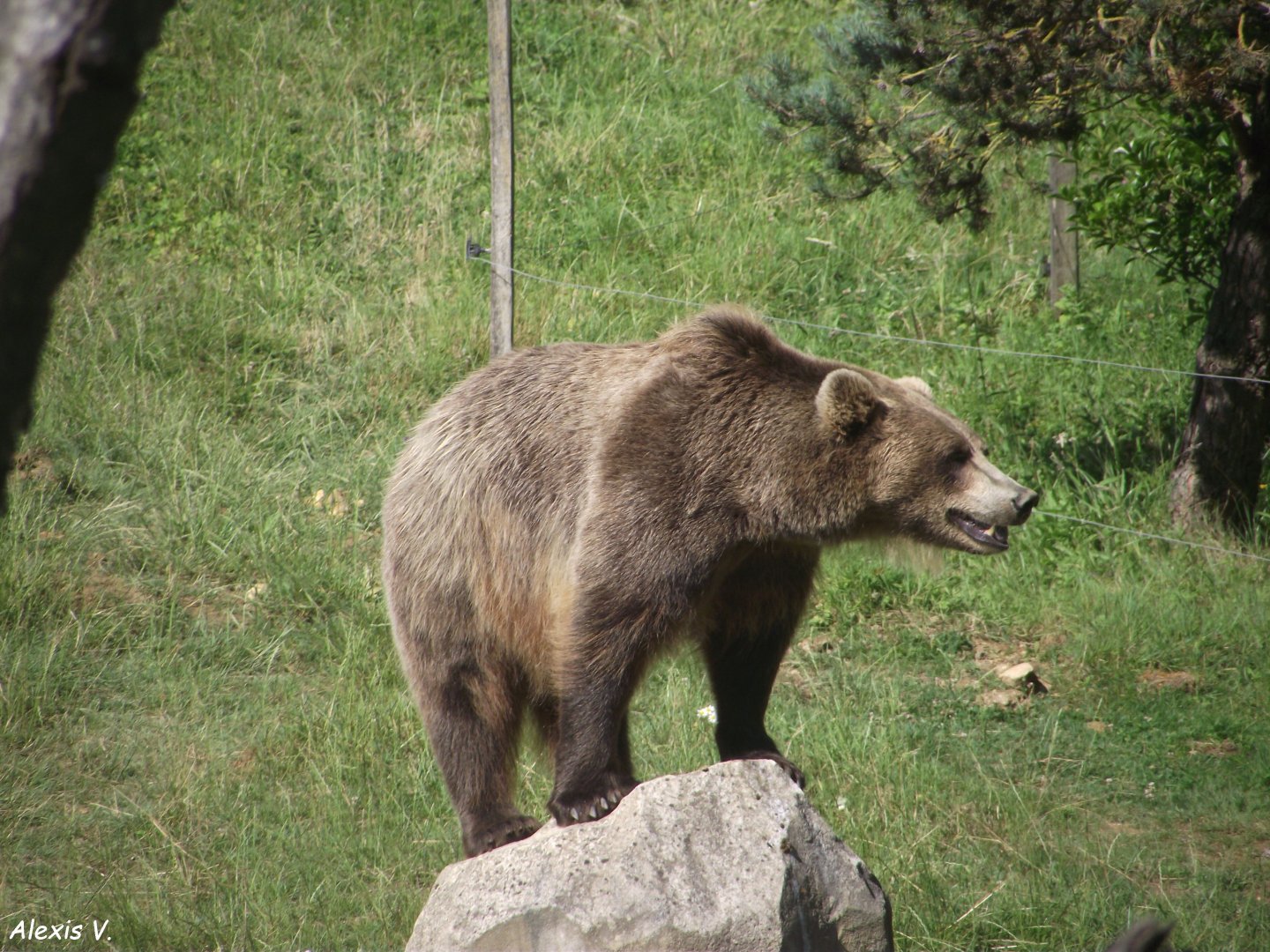 Female Brown Bear - Zooparc de Beauval, 28/06/2025