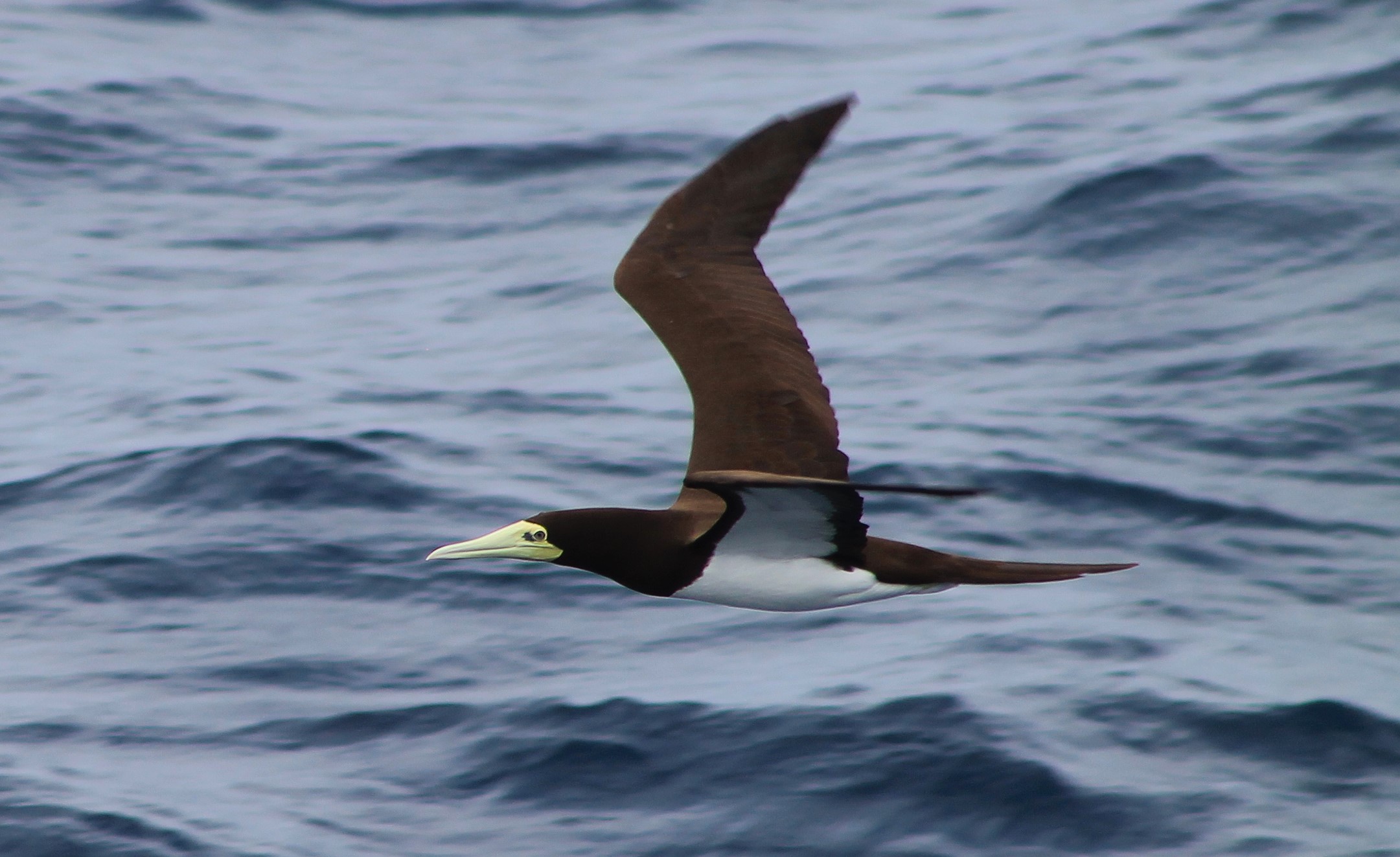 Female Brown Booby (Sula leucogaster)