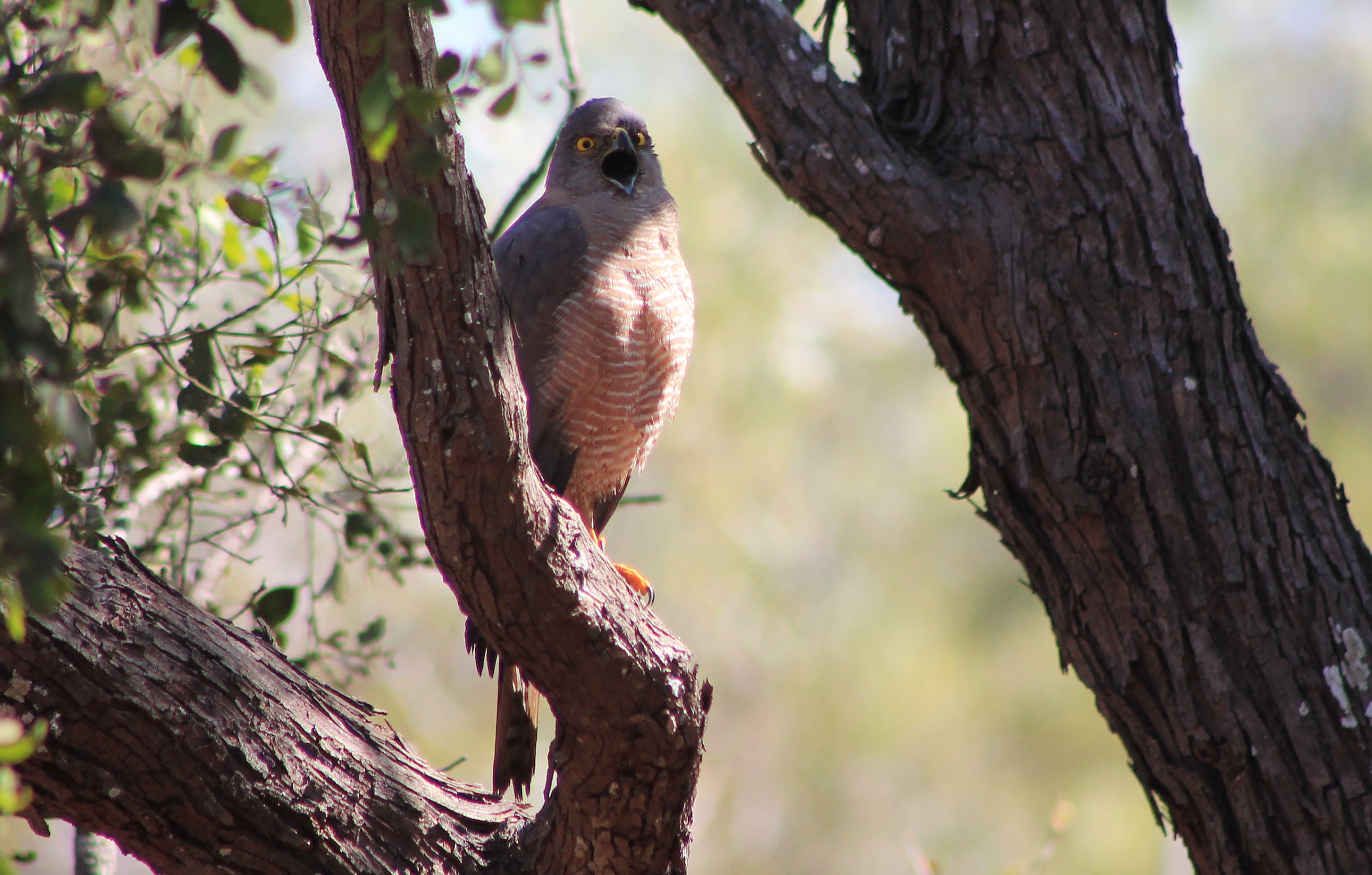 female Brown Goshawk (Tachyspiza fasciata)