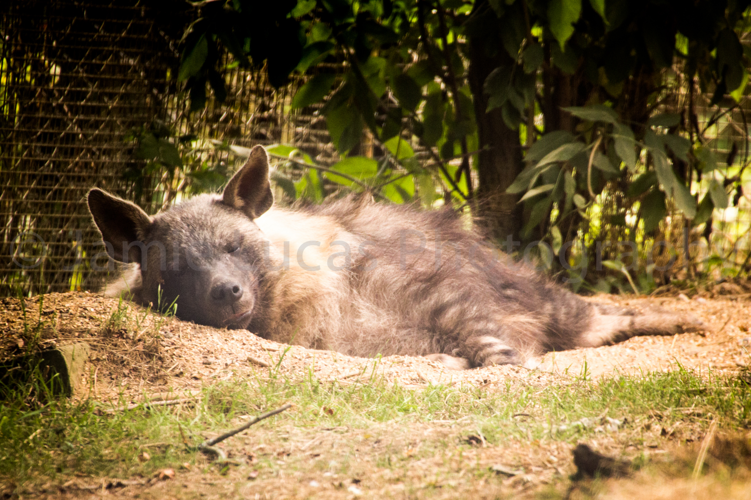 Female Brown Hyena