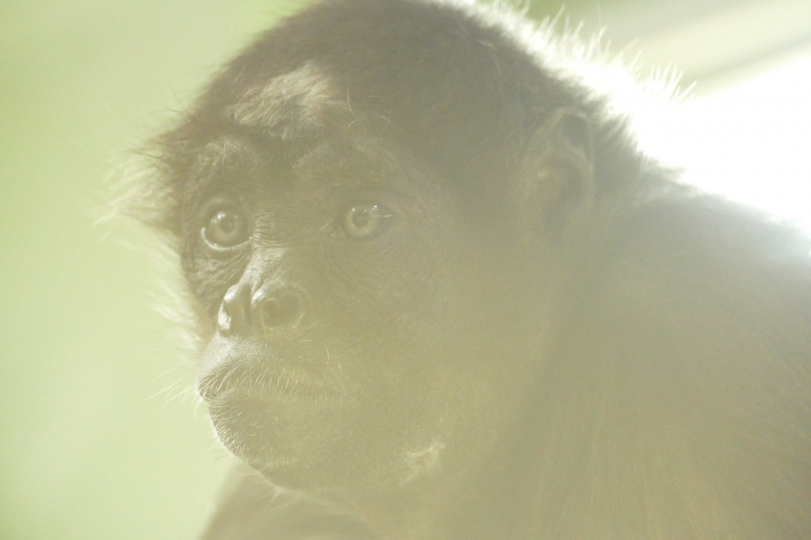 Female Brown Spider Monkey, April 2021