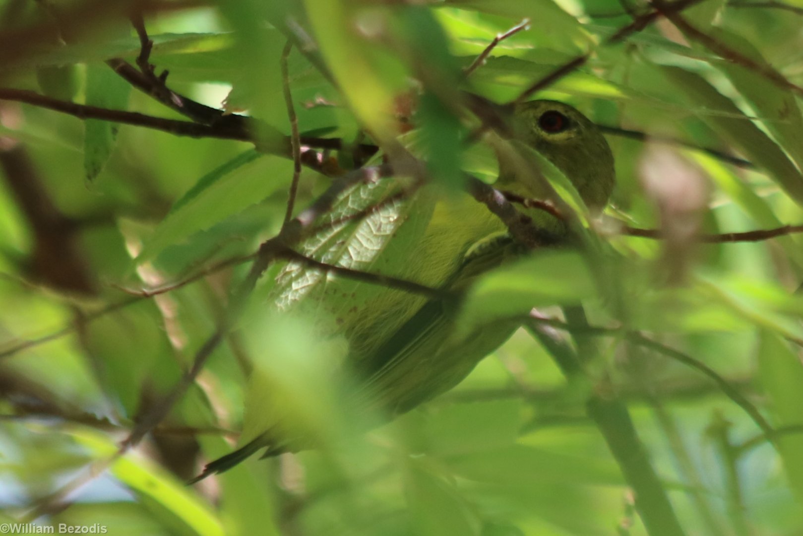 Female Brown-throated Sunbird - Siberut