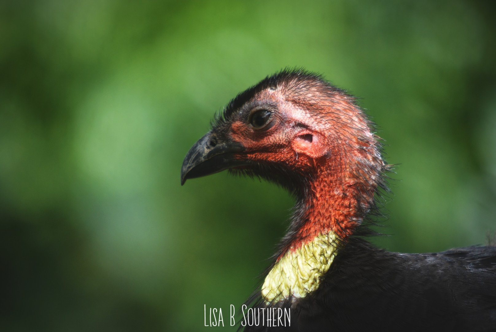 female brush turkey