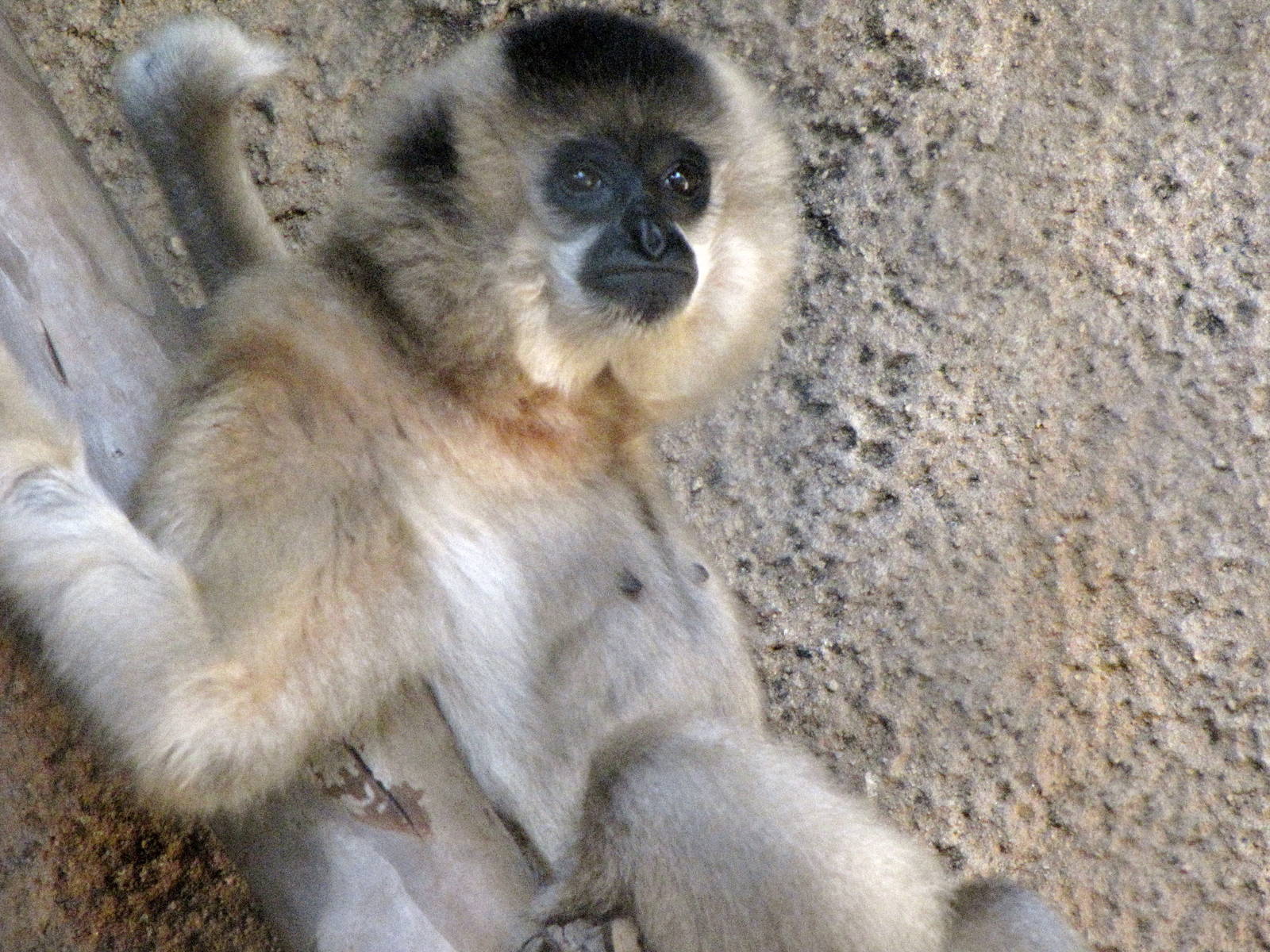 Female Buff-cheeked Gibbon