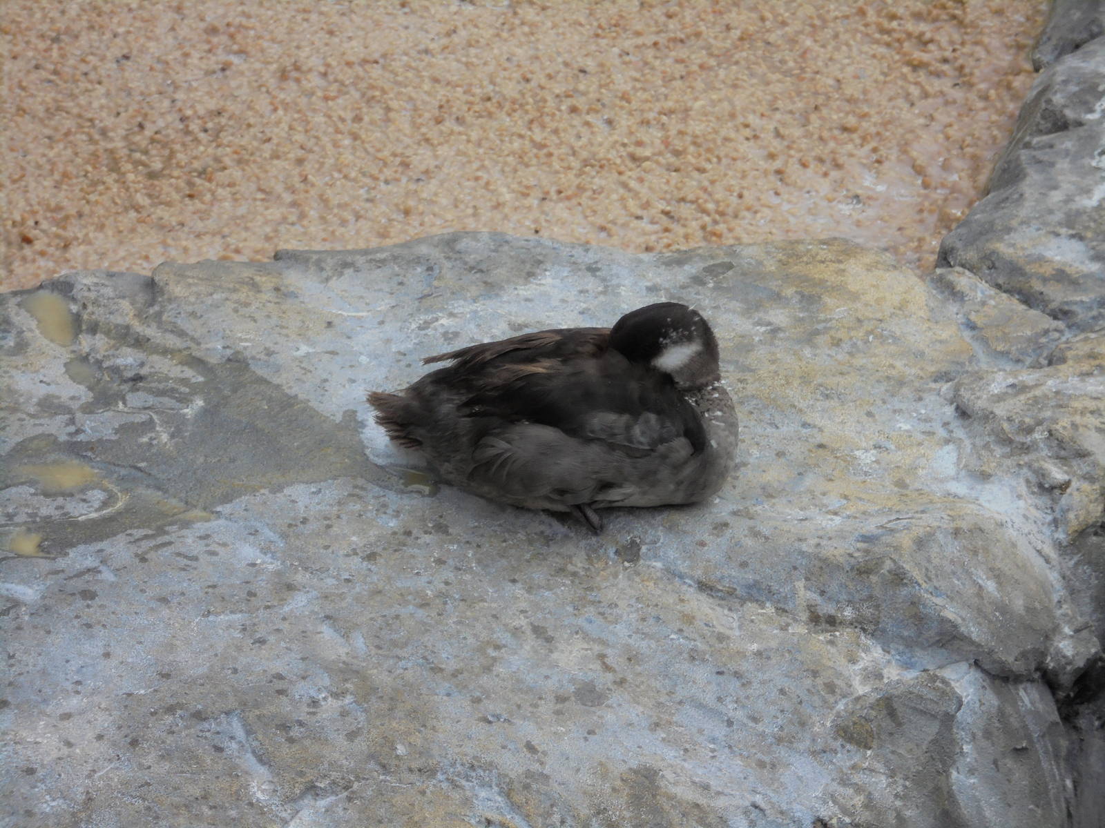Female Bufflehead Duck 2015.