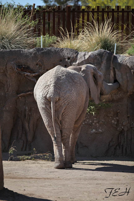 female bush elephant Lungile