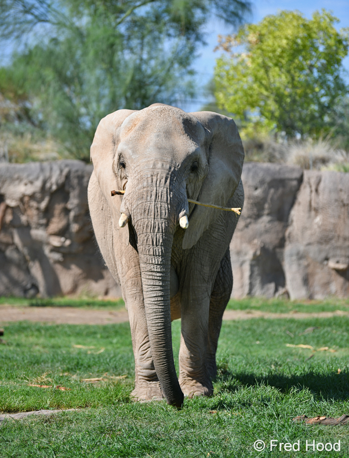 female bush elephant