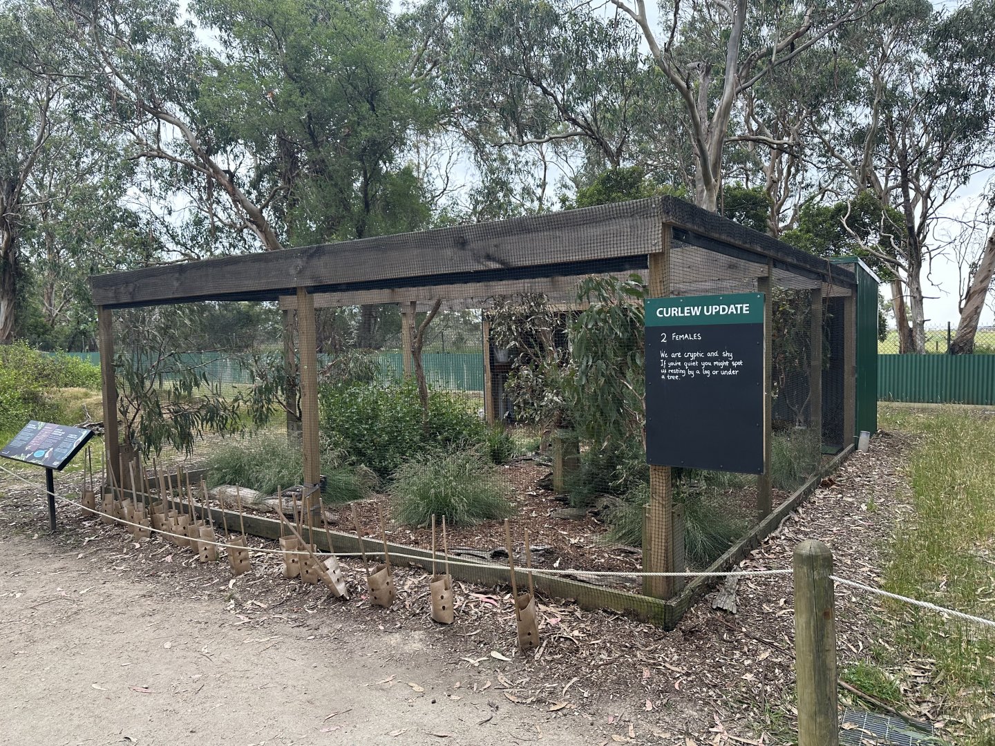 Female Bush stone-curlew aviary (Koala Conservation Reserve, Phillip Island)