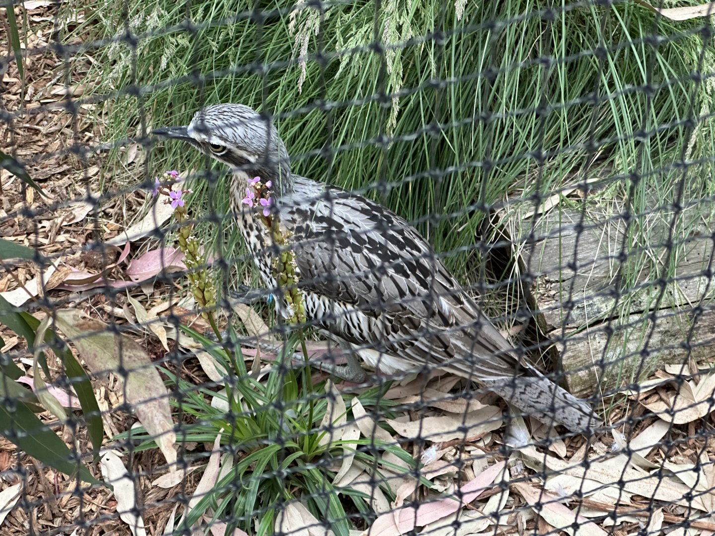 Female Bush stone-curlew (Koala Conservation Reserve, Phillip Island)