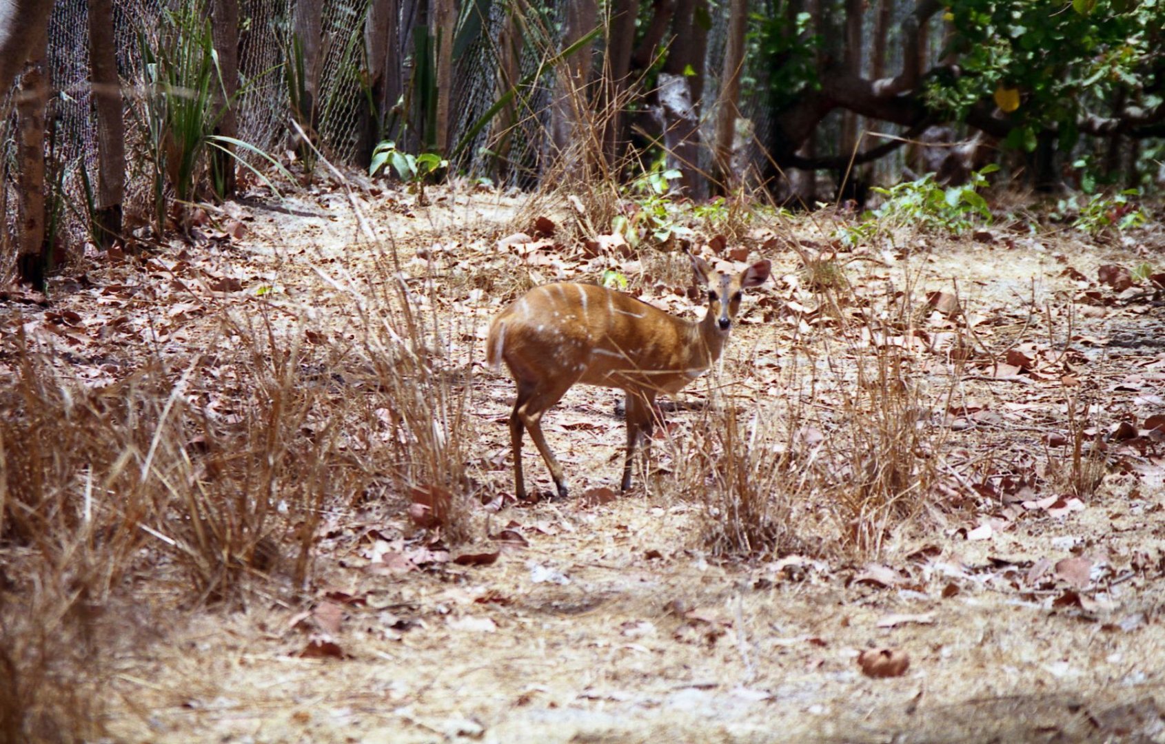 Female bushbuck, Abuko Nature Reserve 1996