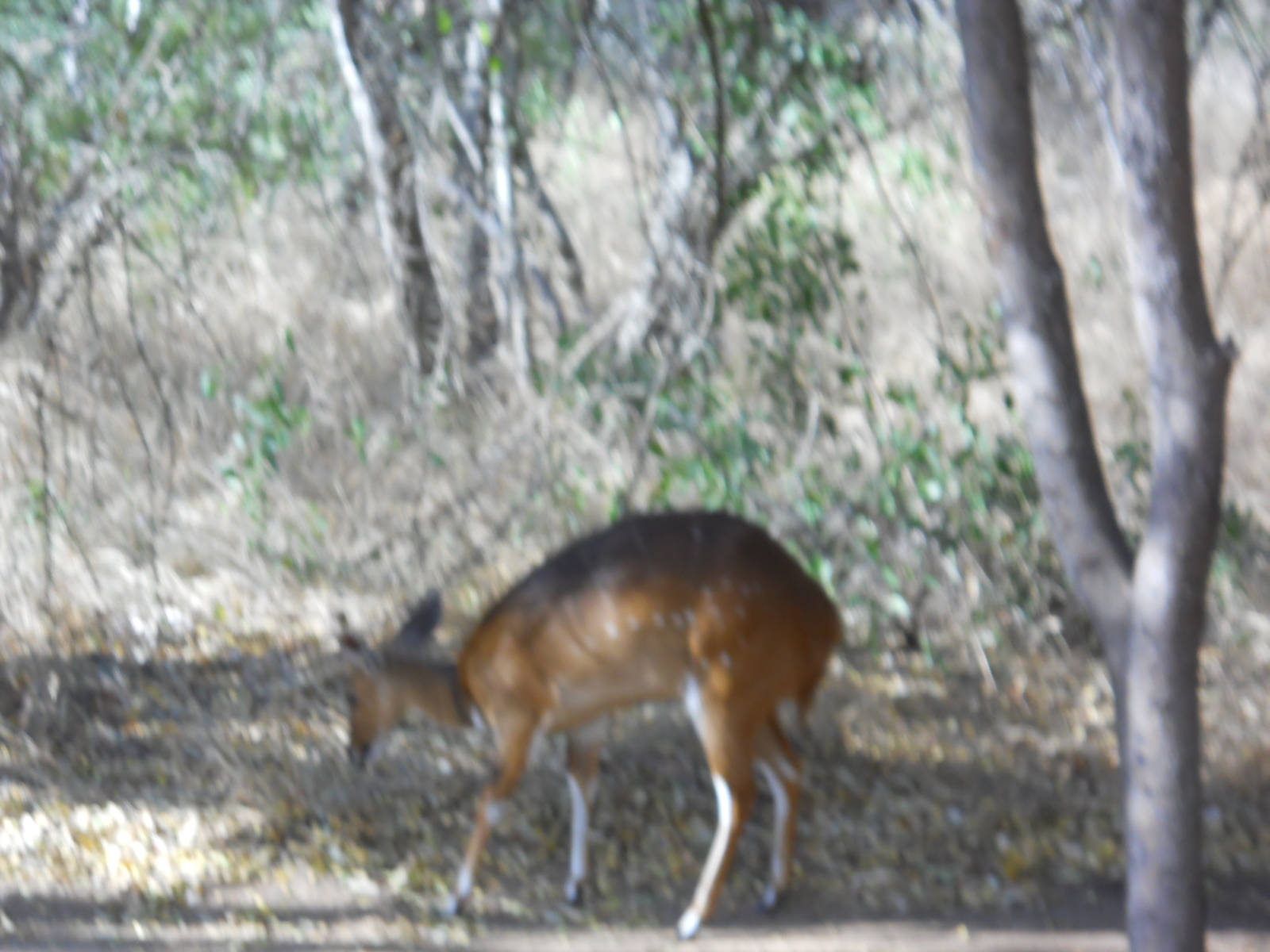 Female bushbuck, Kruger National Park.