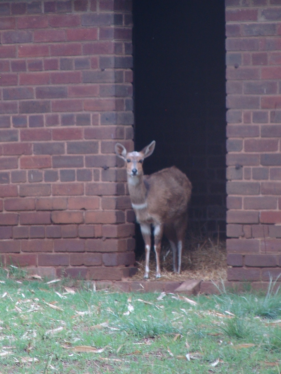 Female Bushbuck or Imbabala (Tragelaphus sylvaticus)