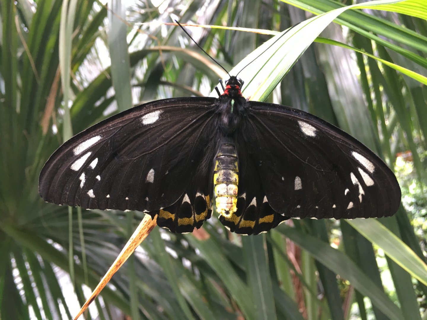 Female Cairns birdwing