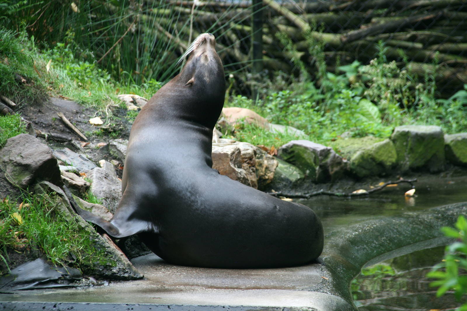 female California sea lion