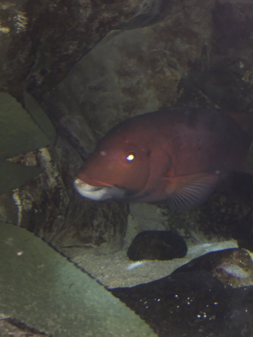 Female California Sheephead