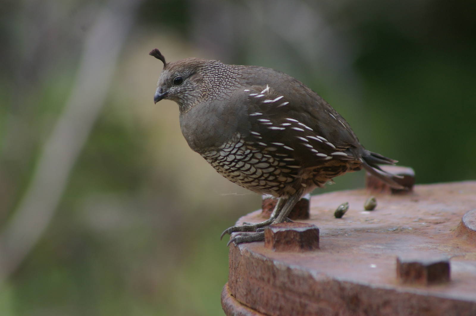 female Californian quail (Callipepla californica)