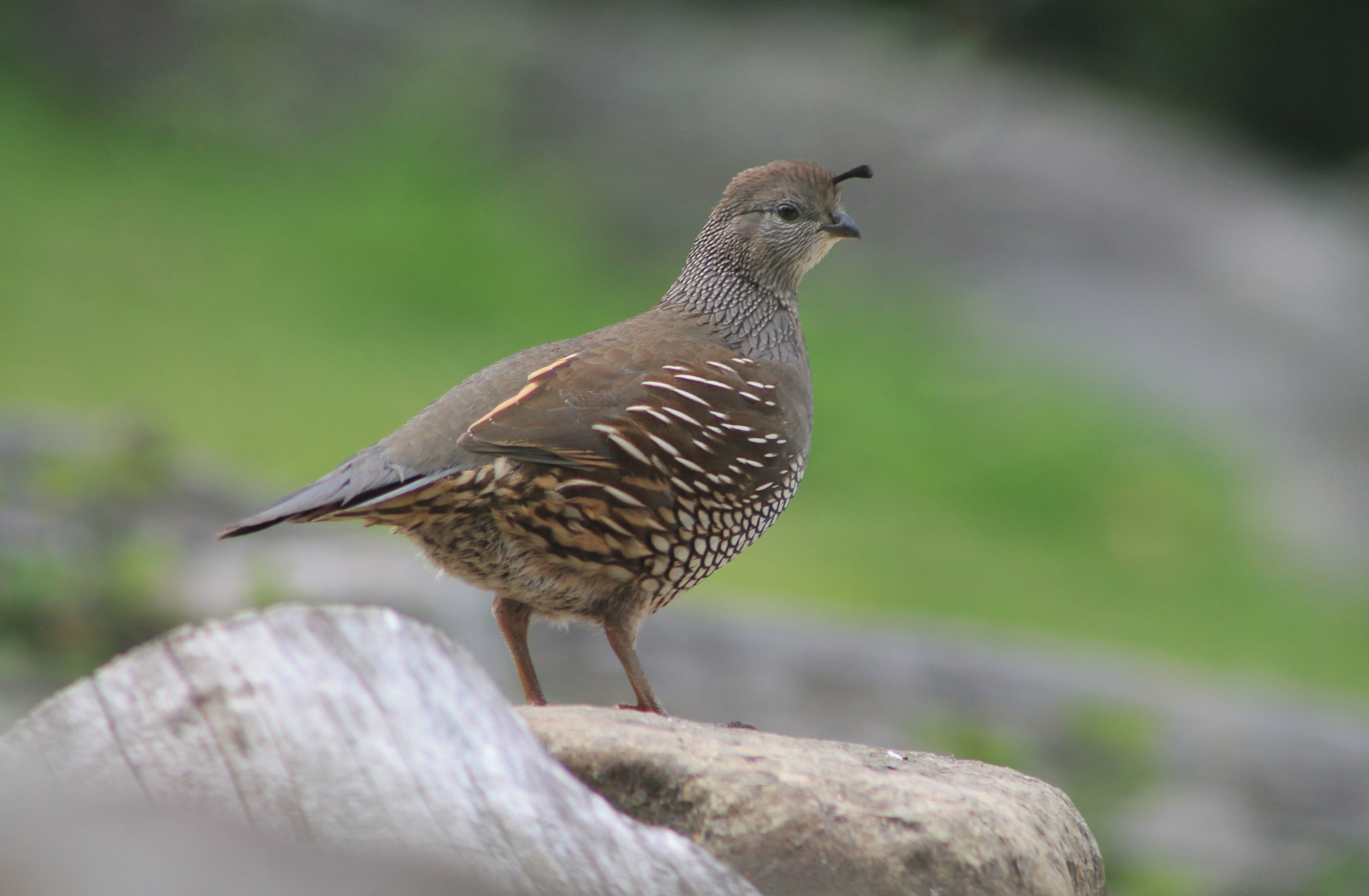 Female Californian Quail (Callipepla californica)