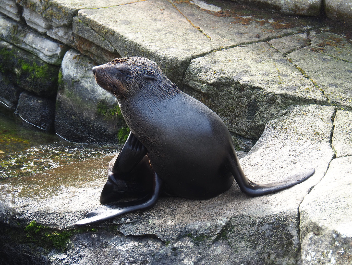 Female Cape fur seal (Arctocephalus pusillus pusillus), 2022-09-15