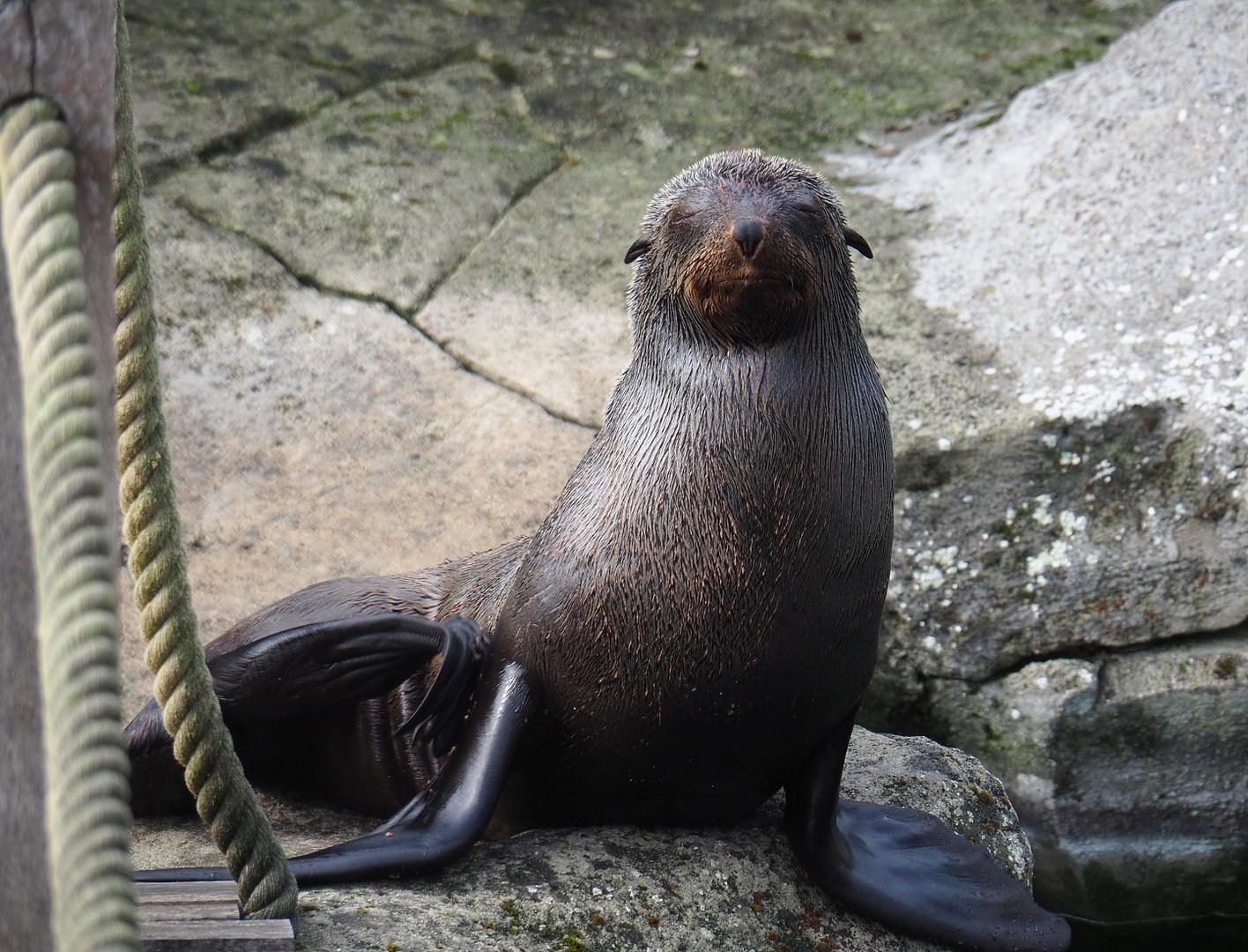 Female Cape fur seal (Arctocephalus pusillus pusillus), 2022-09-15