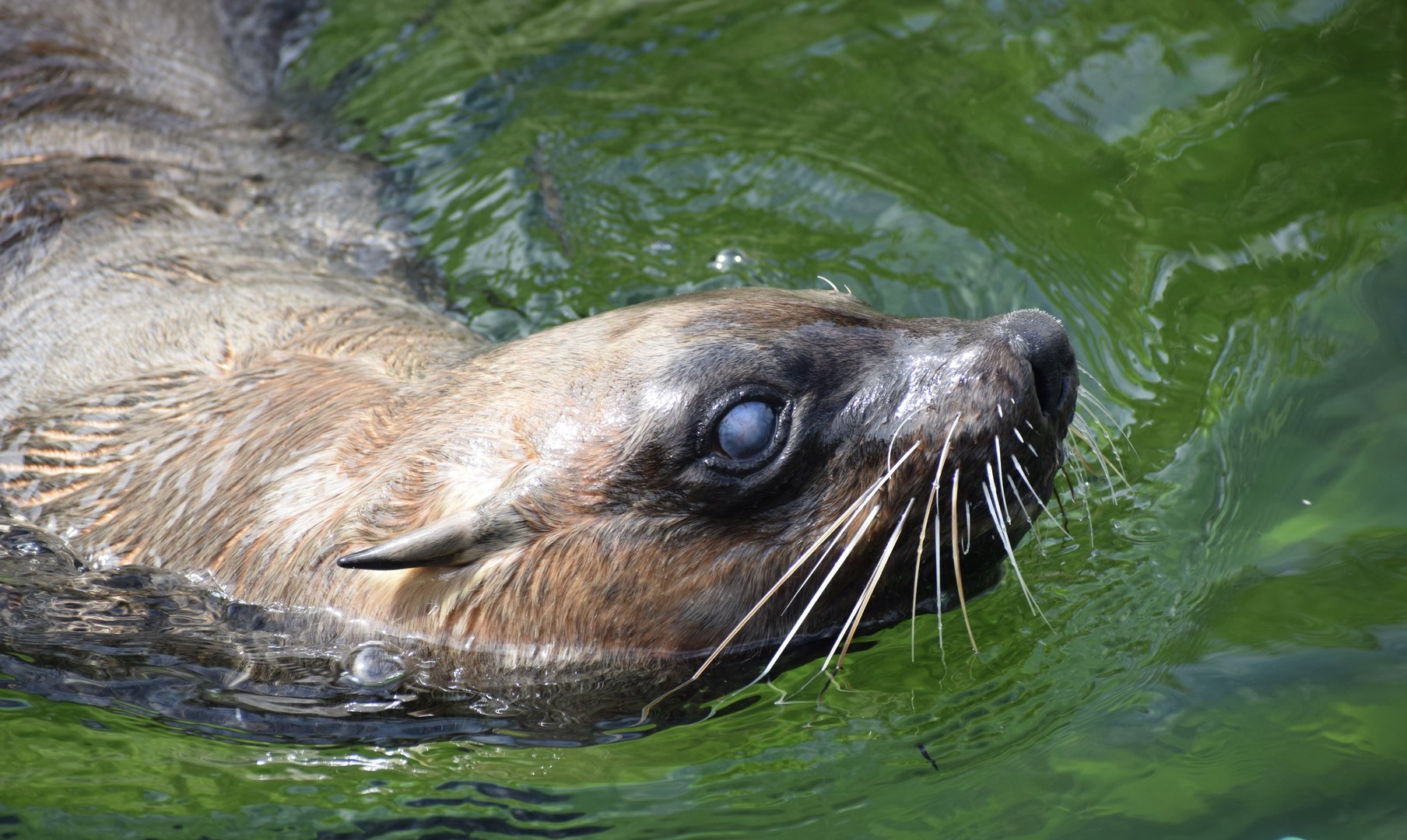 Female cape fur seal
