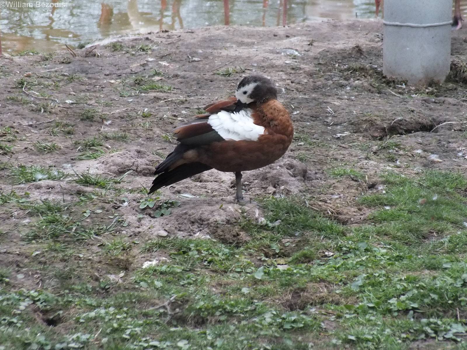 Female Cape Shelduck