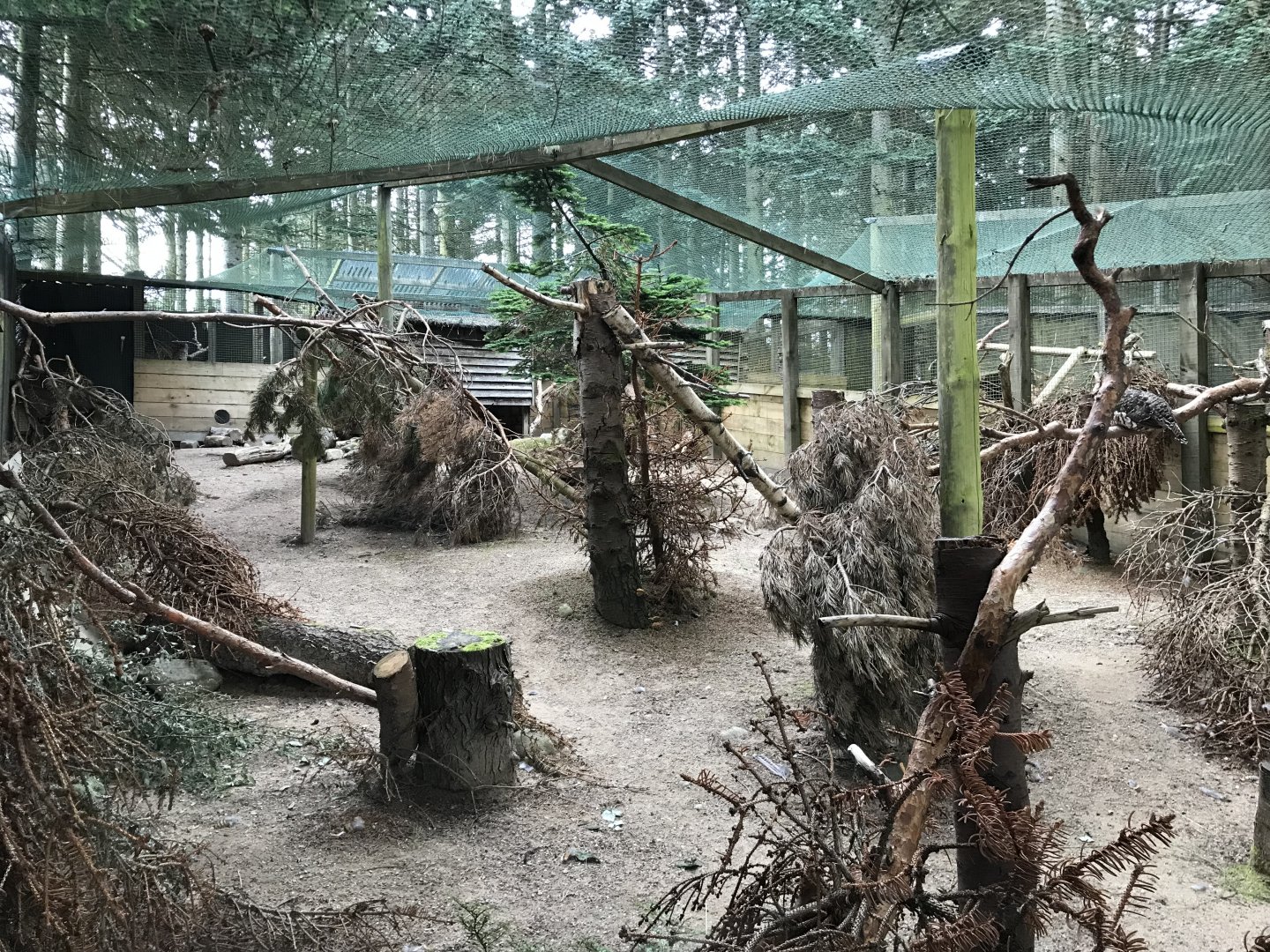 Female capercaillie enclosure