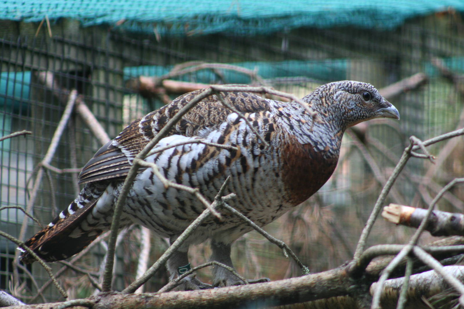 Female Capercaillie @ Highland Wildlife Park; 19.10.2010