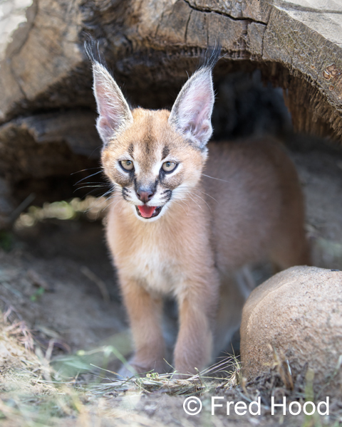 female caracal (2 months)