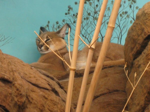 Female Caracal in the old Cat House
