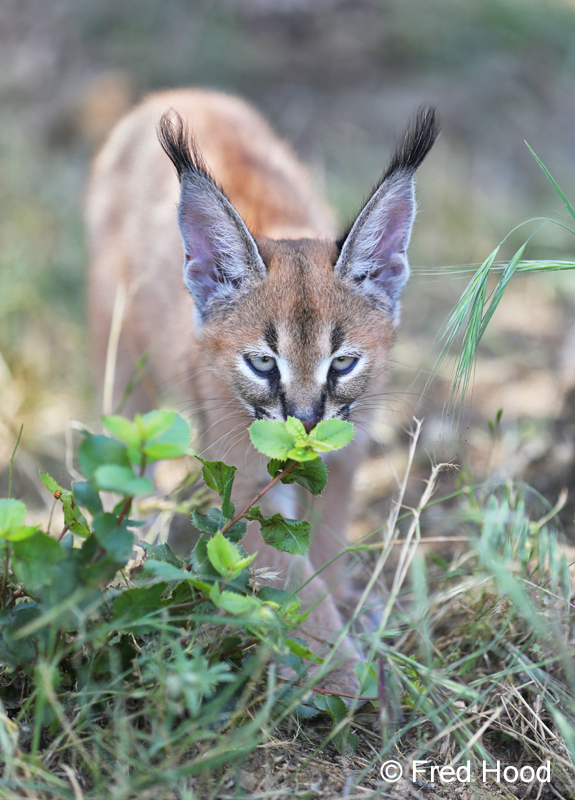 female caracal kitten