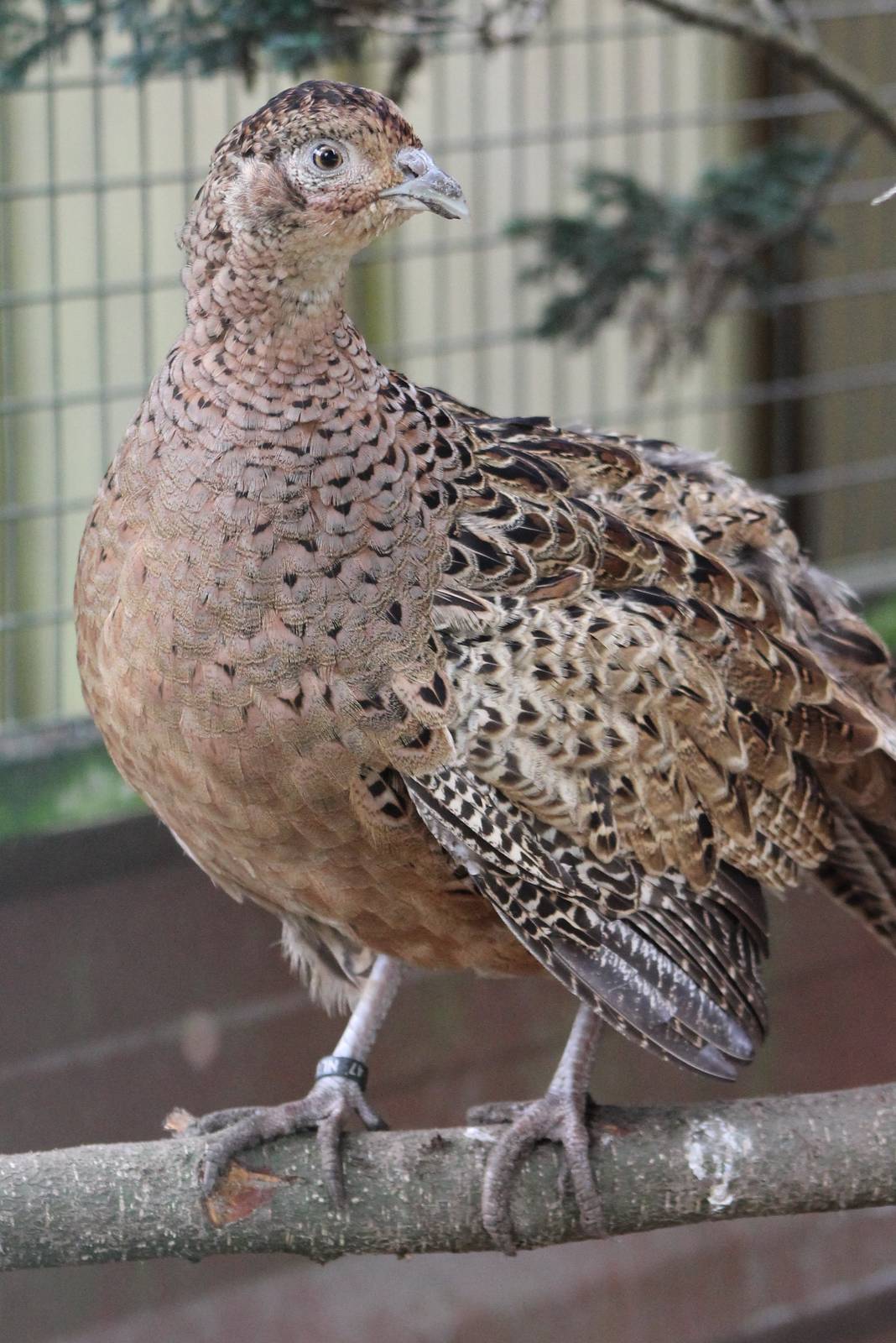 female Caucasian pheasant