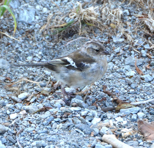 Female chaffinch  (Introduced)