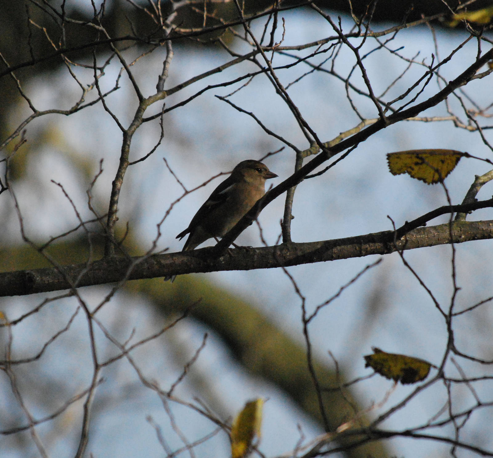 Female chaffinch