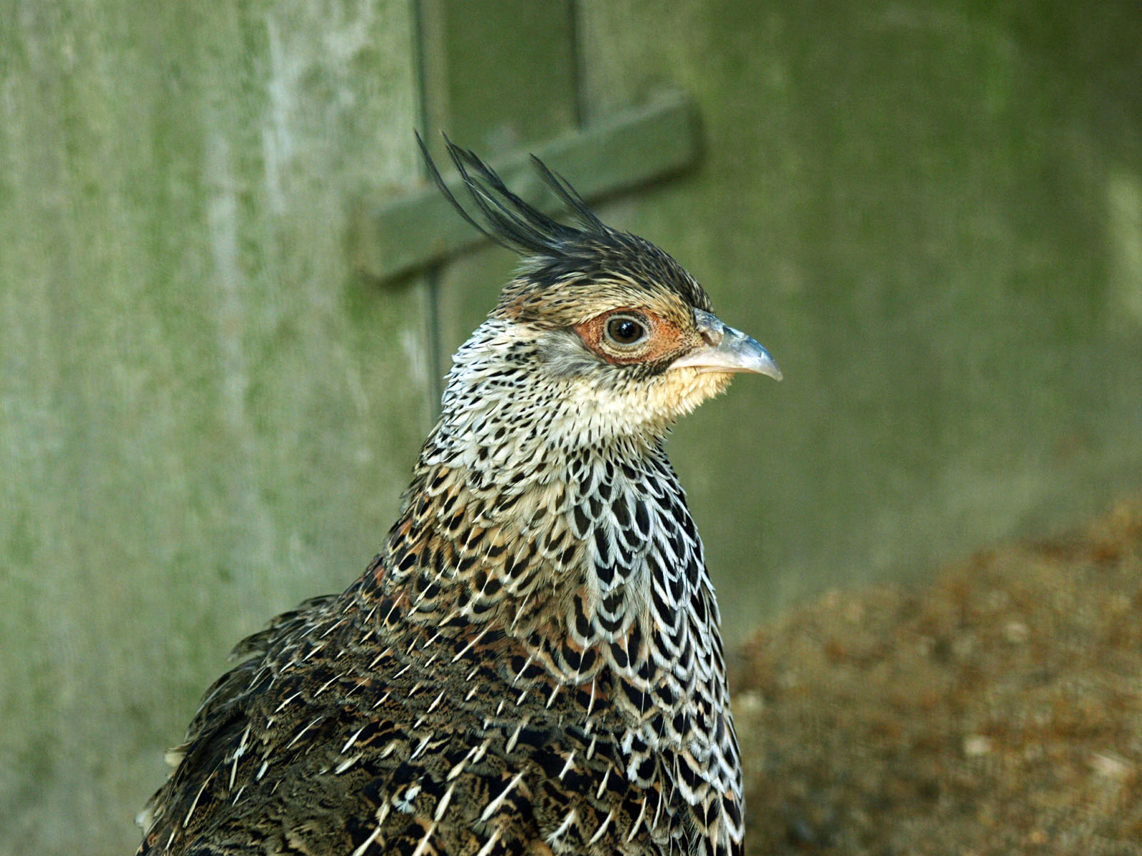 Female Cheer pheasant