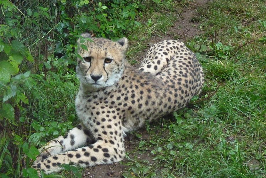 Female Cheetah, 13 September 2013